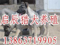 日本狼青犬价格