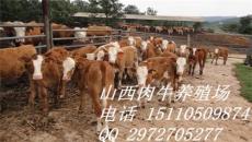 安徽肉牛犊价格1