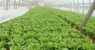 進(jìn)口菠菜種子都有哪些品種