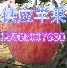 山东红富士苹果价格