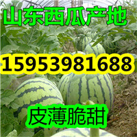 山東京欣西瓜批發價格行情