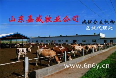 贵州肉牛养殖肉牛养殖场肉牛养殖技术