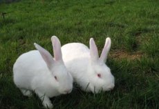 山东省大型养兔育种基地在山东