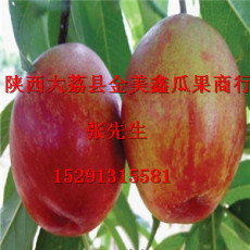 陜西油桃價(jià)格 油桃產(chǎn)地批發(fā)價(jià)格