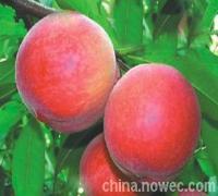 最新陜西鄭三毛桃價(jià)格走勢毛桃批發(fā)價(jià)格