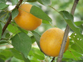 丰园红杏 产量极高 嫁接优质杏苗