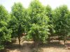 泰安两棵树苗木中心提供优质桃苗 价格优惠