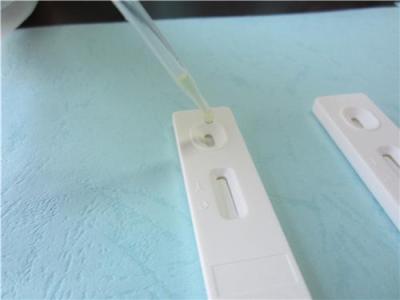 芬德牛羊布病抗體檢測卡