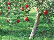 泰安红富士苹果供应基地