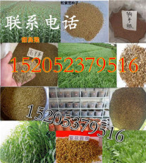 齊齊哈爾適合種的草坪種子什么時候種效果好