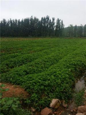 红颜草莓苗基地 基地一手货源充足量大优惠