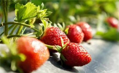 价格实惠 品种齐全 高品质草莓苗