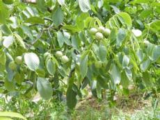 陜西香玲核桃低價(jià)出售
