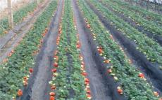 丰香草莓苗高产质优低价批发