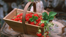 泰安厂家直售丰香草莓苗高3公分以上