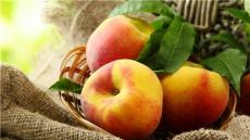 低價蘋果苗高品質高產量歡迎來購