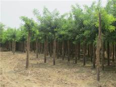 中国庭院绿化的传统树种之一 龙爪槐