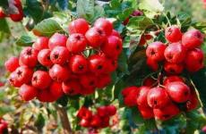 甜红山楂树苗品种 新型品种