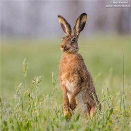 养殖杂交野兔引种常识