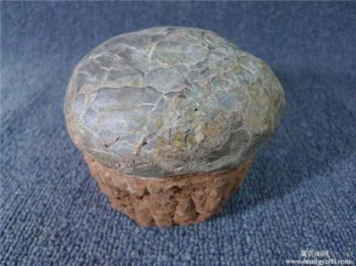 恐龙化石在甘肃省有权威鉴定私下交易的地方
