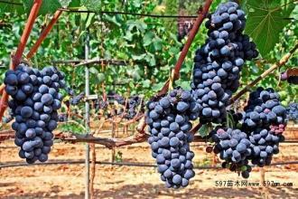 吐鲁番葡萄大量出售