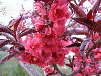 红宝石海棠 开出花朵粉红色 花期4-5月