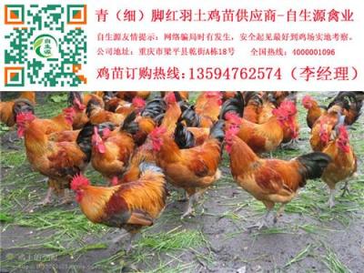 資陽土雞苗價格 資陽土雞苗批發 資陽土雞苗