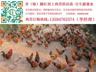 資陽土雞苗價格 資陽土雞苗批發 資陽土雞苗