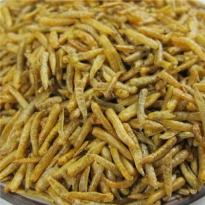 蛆干蠅蛆干 五谷蟲 鳥魚飼料