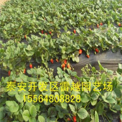 供應(yīng)草莓苗 紅顏草莓苗甜查理草莓