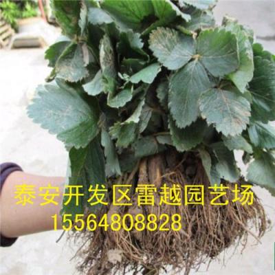 供應(yīng)草莓苗 紅顏草莓苗甜查理草莓