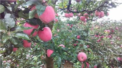 云南昭通蘋果新紅星松本錦紅將軍早熟蘋果批