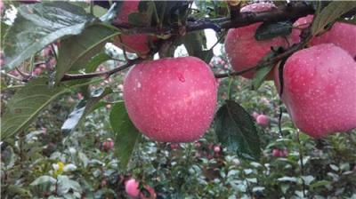 云南昭通蘋果新紅星松本錦紅將軍早熟蘋果批
