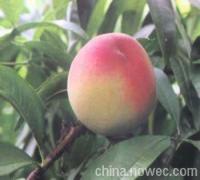 陜西毛桃價格鄭三毛桃價格