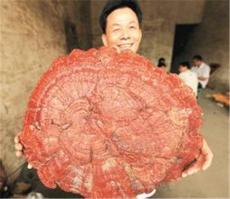 收购千年灵芝去哪家公司