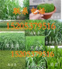 學校操場草坪用什么草最好 哪里有賣草種子