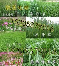 陡坡上種什么草好 護坡用的草種子和用品