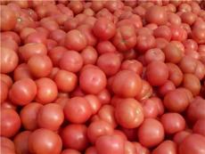生源预售西红柿