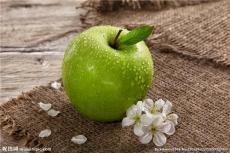 0.5公分苹果实生苗 优质苹果苗