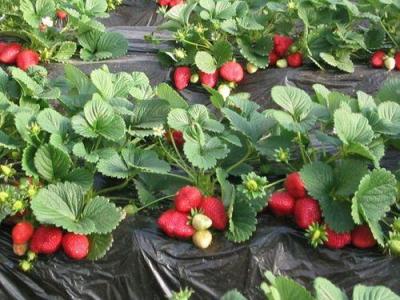 广东草莓苗 低价草莓苗供应