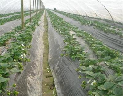 广东草莓苗 低价草莓苗供应