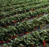 明晶草莓苗亩产2627公斤