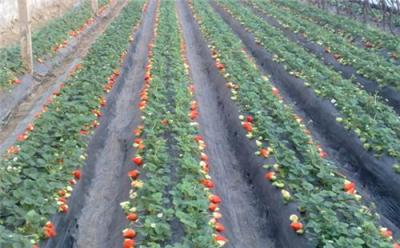 达斯莱克特草莓苗株产量250克