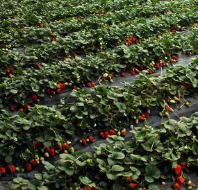 达斯莱克特草莓苗株产量250克