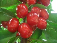芝罘紅櫻桃苗 單果10.2克
