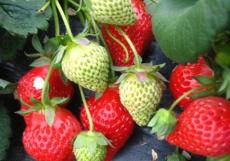 法蘭地草莓大量供應 泰安兩顆樹苗木供應