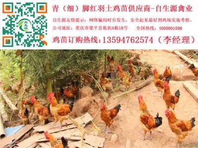 宣漢土雞苗價格 宣漢正宗土雞苗 宣漢土雞