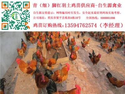 宣漢土雞苗價格 宣漢正宗土雞苗 宣漢土雞