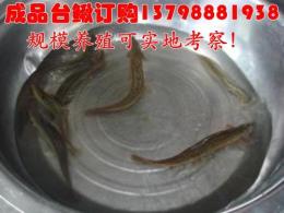 屏山县岳池县水产市场优质泥鳅苗养殖技术