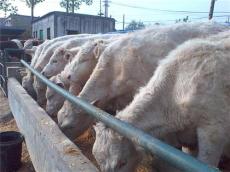 西门塔尔牛价格 肉牛读西门塔尔牛养殖场